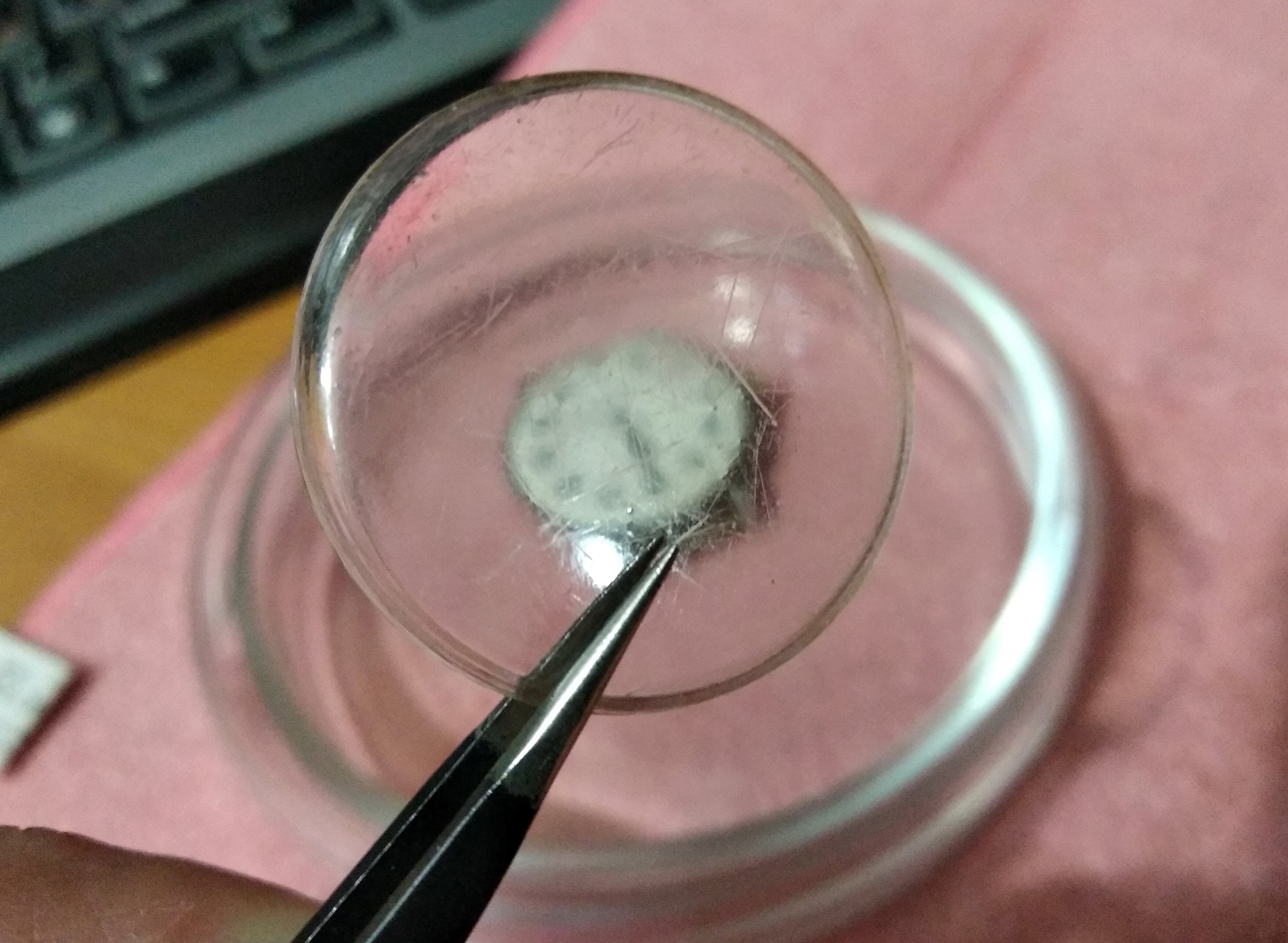 Scratched and clouded acrylic crystal removed from the watch, awaiting polishing