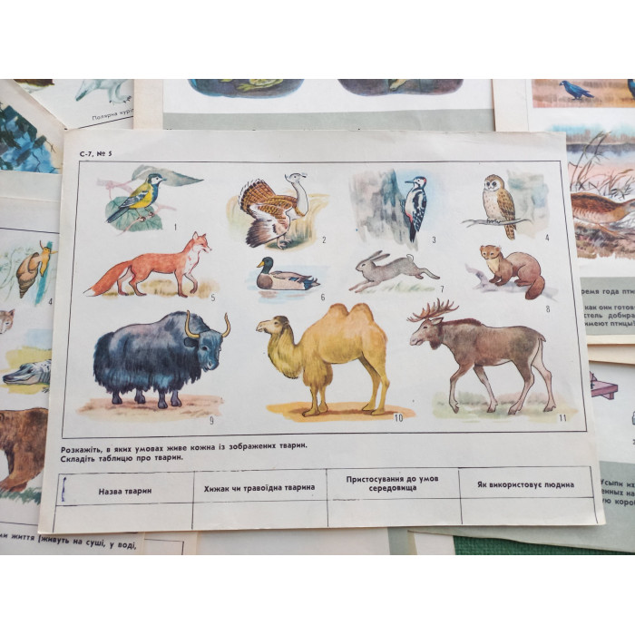 Set Vintage Animal Posters 17pcs Sketchbook for Logic Exercises USSR 1970