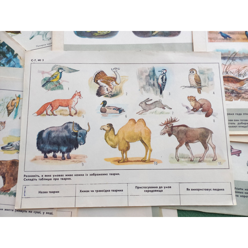 Set Vintage Animal Posters 17pcs Sketchbook for Logic Exercises USSR 1970 Set Vintage Animal Posters 17pcs Sketchbook for Logic Exercises USSR 1970