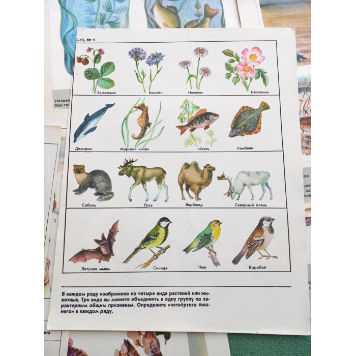 Set Vintage Animal Posters 17pcs Sketchbook for Logic Exercises USSR 1970