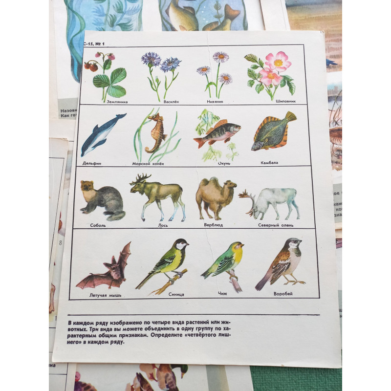 Set Vintage Animal Posters 17pcs Sketchbook for Logic Exercises USSR 1970 Set Vintage Animal Posters 17pcs Sketchbook for Logic Exercises USSR 1970