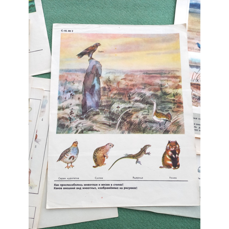 Set Vintage Animal Posters 17pcs Sketchbook for Logic Exercises USSR 1970 Set Vintage Animal Posters 17pcs Sketchbook for Logic Exercises USSR 1970